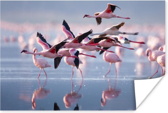 Poster - Fotolijst - Flamingo - Zee - Water - Vogel - Tropical - Frame - 60x40 cm - Poster met lijst - Posterlijst - Poster flamingo - Poster kader - Muurdecoratie