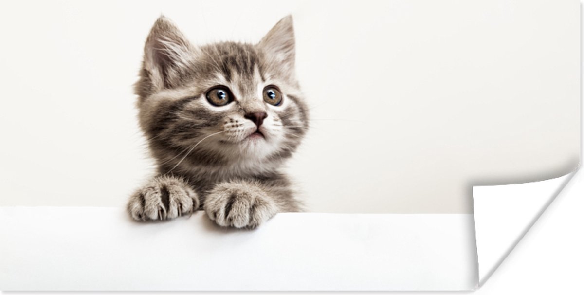 Poster Poes - Grijs - Dieren - 150x75 cm
