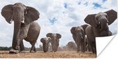 Affiche - Troupeau d'éléphants - 120x60 cm