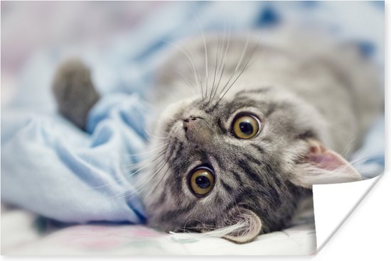 Kat liggend op lichtblauwe deken 30x20 cm - klein - Foto print op Poster (wanddecoratie woonkamer / slaapkamer)