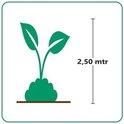 Illustratie van een plant van 2,5 meter hoog.
