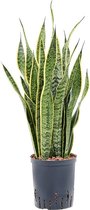 Vetplant – Vrouwentongen (Sansevieria Trifasciata Laurentii) – Hoogte: 75 cm – van Botanicly