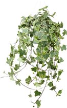 Klimplant – Klimop (Hedera Heligold Child) – Hoogte: 55 cm – van Botanicly