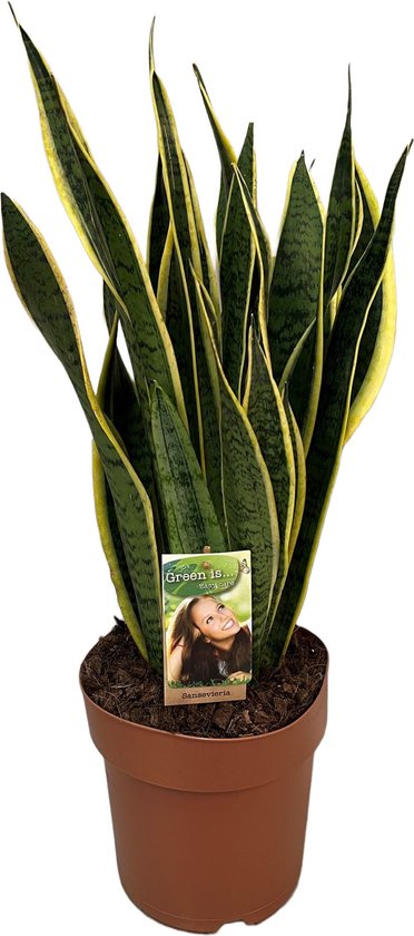 Vetplant Vrouwentongen Sansevieria Trifasciata Laurentii Hoogte 60 Cm Van Bol 