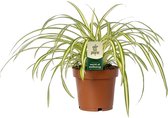 Groene plant – Graslelie (Chlorophytum atlantic) – Hoogte: 25 cm – van Botanicly