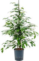 Groene plant – Treurvijg (Ficus benjamina Danita) – Hoogte: 120 cm – van Botanicly