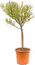 Vetplant – Cowboycactus (Euphorbia Fiherenensis) – Hoogte: 105 cm – van Botanicly