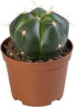 Cactus – Gymnocalycium Horstii (Gymnocalycium Horstii) – Hoogte: 25 cm – van Botanicly