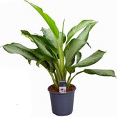 Groene plant – Epipremnum (Aglaonema Cleopatra) – Hoogte: 80 cm – van Botanicly