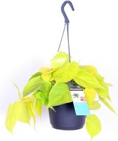 Hangplant – Philodendron (Philodendron scandens Lemon) met bloempot – Hoogte: 30 cm – van Botanicly