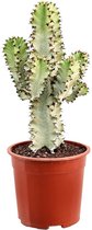 Cactus – Cowboycactus (Euphorbia Ingens Marmorata) – Hoogte: 60 cm – van Botanicly