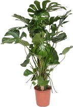 Monstera – Gatenplant (Monstera Deliciosa) met bloempot – Hoogte: 130 cm – van Botanicly