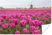 Poster Roze tulpen en windmolen - 180x120 cm XXL