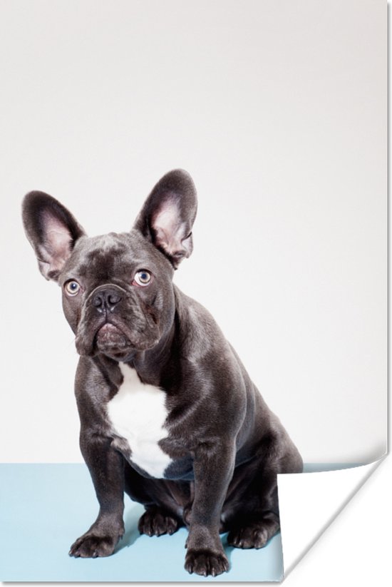 Poster Portrait d'un bouledogue français en studio 20x30 cm - petit - Tirage photo sur Poster (décoration murale salon / chambre) / Poster Animaux domestiques