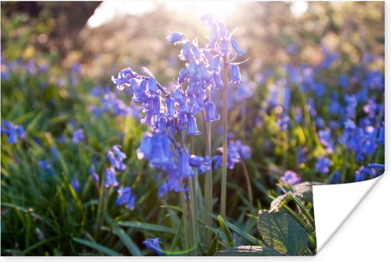 Poster Fleurs violettes de la jacinthe étoilée au lever du soleil 120x80 cm - Tirage photo sur Poster (décoration murale salon / chambre)