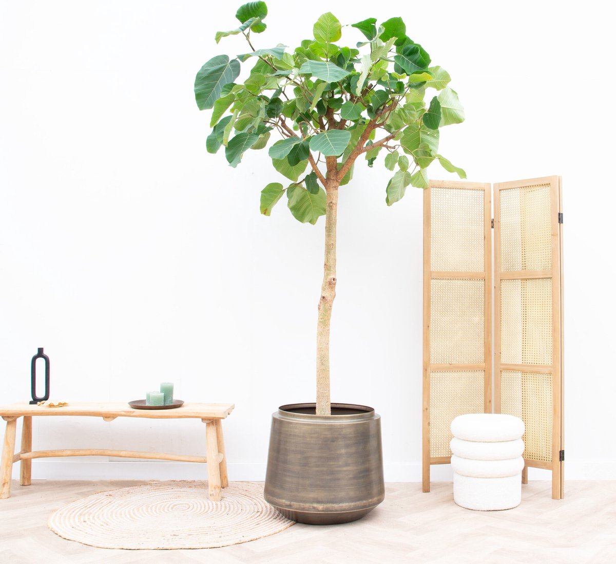 Ficus Auriculata 'Everest' - 260cm
