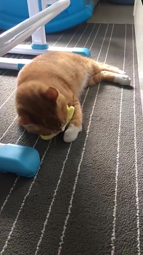Kattenkruidslang voor katten, kauwspeelgoed voor kattenkruid, kattentandjes kauwspeelgoed, pluche speelgoed, kattenverrijking speelgoed voor indoor kittenoefening