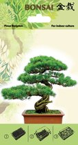 Bonsai Zaden Pinus / Picea Bergden - Kweekset - Startpakket - Grond - Zaden - Bonsaiboom -Incl. Verzendkosten