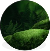 WallCircle - Tableau - Moss Stone Forest Dibond En Xxl - Multicolore - 120 X 120 Cm