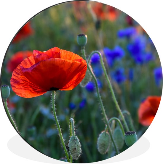 WallCircle - Cercle mural - Cercle mural - Coquelicots colorés aux Nederland - Aluminium - Dibond - 120x120 cm - Intérieur et extérieur XXL