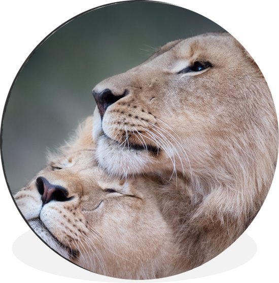 WallCircle - Wandcirkel - Muurcirkel - Leeuw - Wilde dieren - Big Five - Aluminium - Dibond - ⌀ 140 cm - Binnen en Buiten