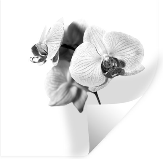 Muurstickers - Sticker Folie - Orchideebloem tegen een witte achterrond - zwart wit - 80x80 cm - Plakfolie - Muurstickers Kinderkamer - Zelfklevend Behang - Zelfklevend behangpapier - Stickerfolie