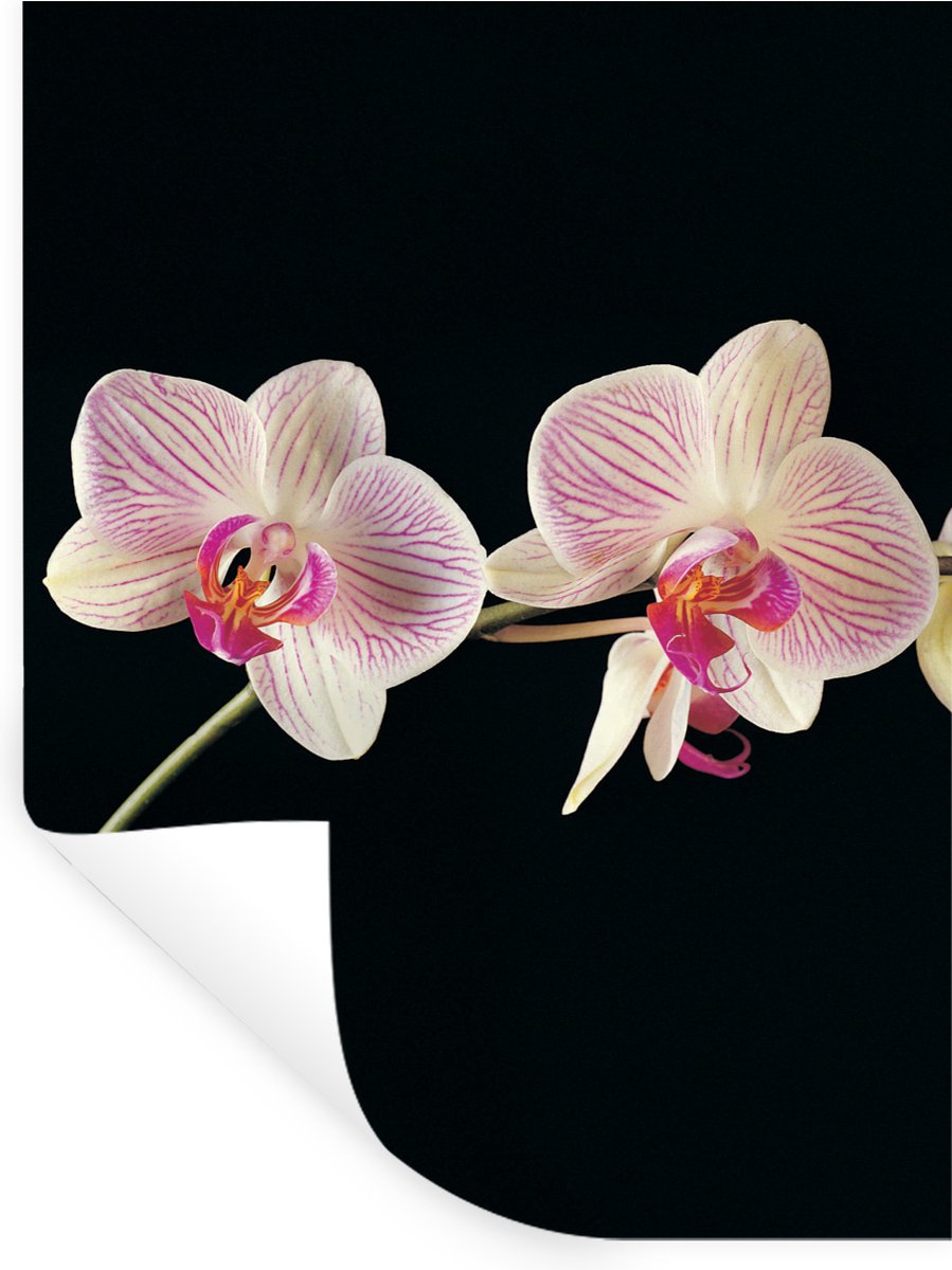 Muurstickers - Sticker Folie - Orchidee - Bloemen - Zwart - Roze - Knoppen - 120x160 cm - 