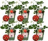 Plants by Frank | Aardbeien plant BIO Set van 6 | Aardbeien | 100% Biologisch gekweekt | Fruit tuin | Fruitplanten | Planten | Tuinplanten Winterhard | Fruitplant