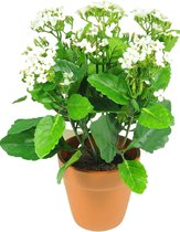 Kunstbloem Kalanchoe plant 31 cm wit