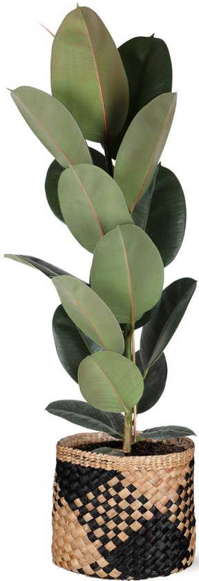 Ficus Elastica Robusta en panier imprimé Albury BLACK - Taille du pot 21cm - Hauteur 90cm