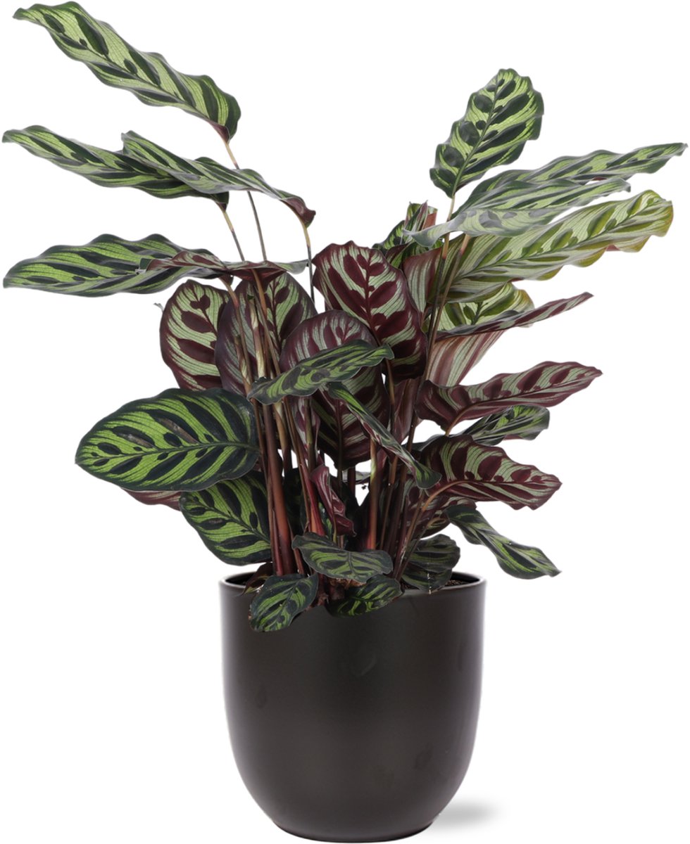 Calathea Makoyana Ø21cm - 70cm in Boule antraciet