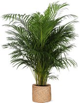 Dypsis Lutescens in Albury NATURAL mand - Potmaat 27cm - Hoogte 160cm