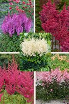 Astilbe collectie 5 stuks - 5 soorten - pluimspirea