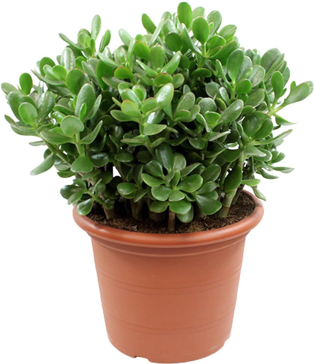 Plantenboetiek.nl Crassula Ovata Ø30cm Hoogte 50cm Kamerplant Groenblijvend Cactus & Vetplanten