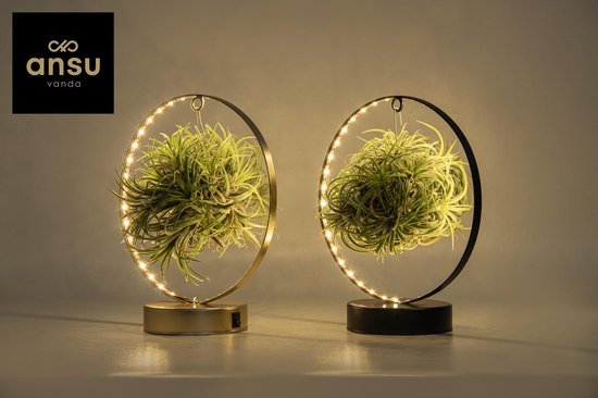Plantenboetiek.nl | Edition Tillandsia Led - 2 pièces - Ø 11cm - Hauteur 23cm