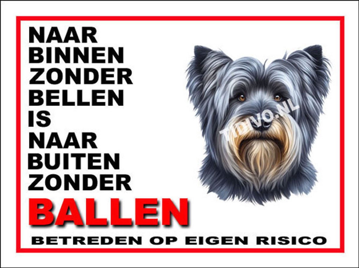 Skye Terrier 11