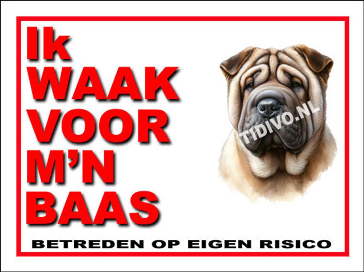 Shar-Pei 9
