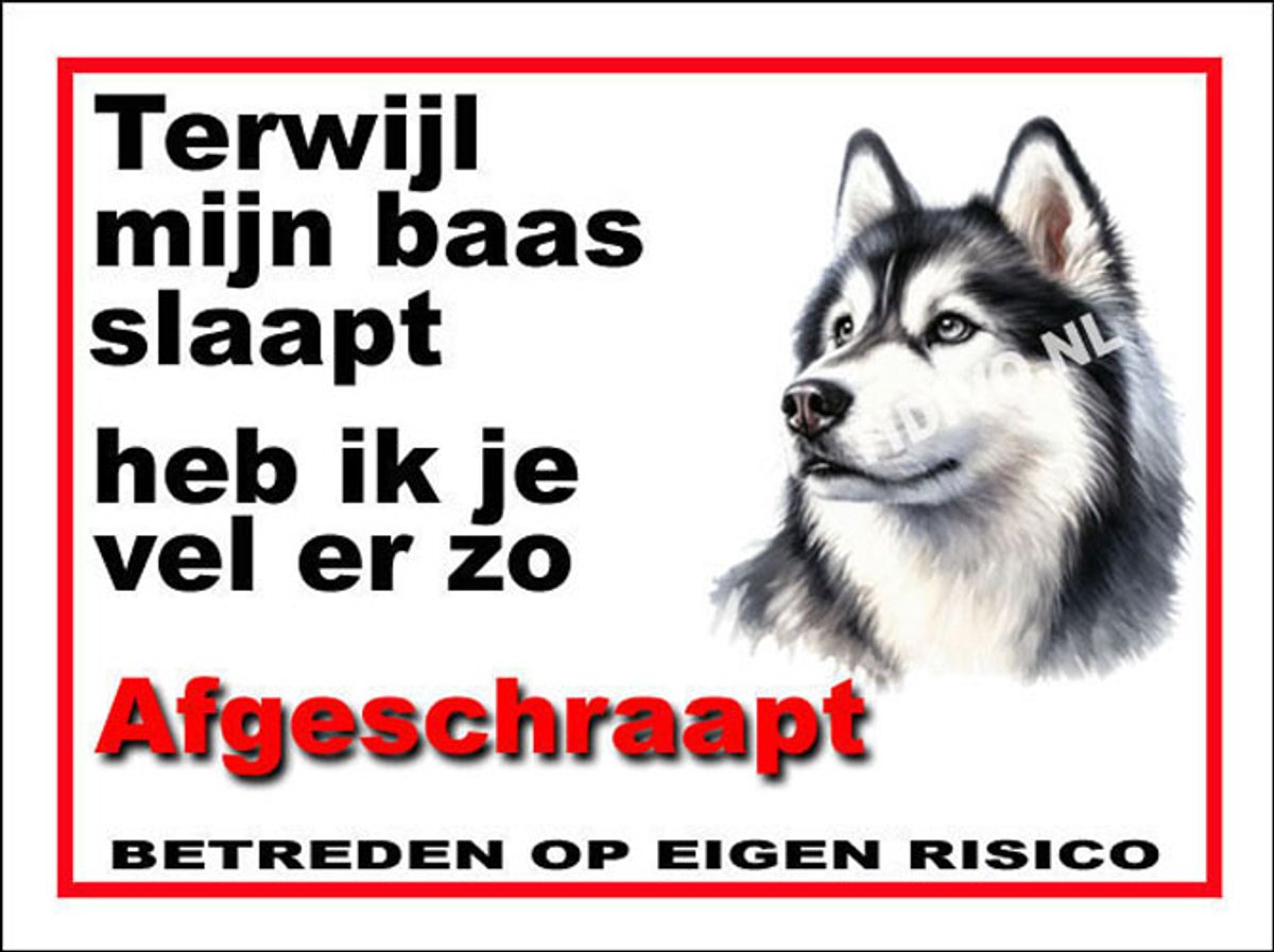 Siberian Husky 15