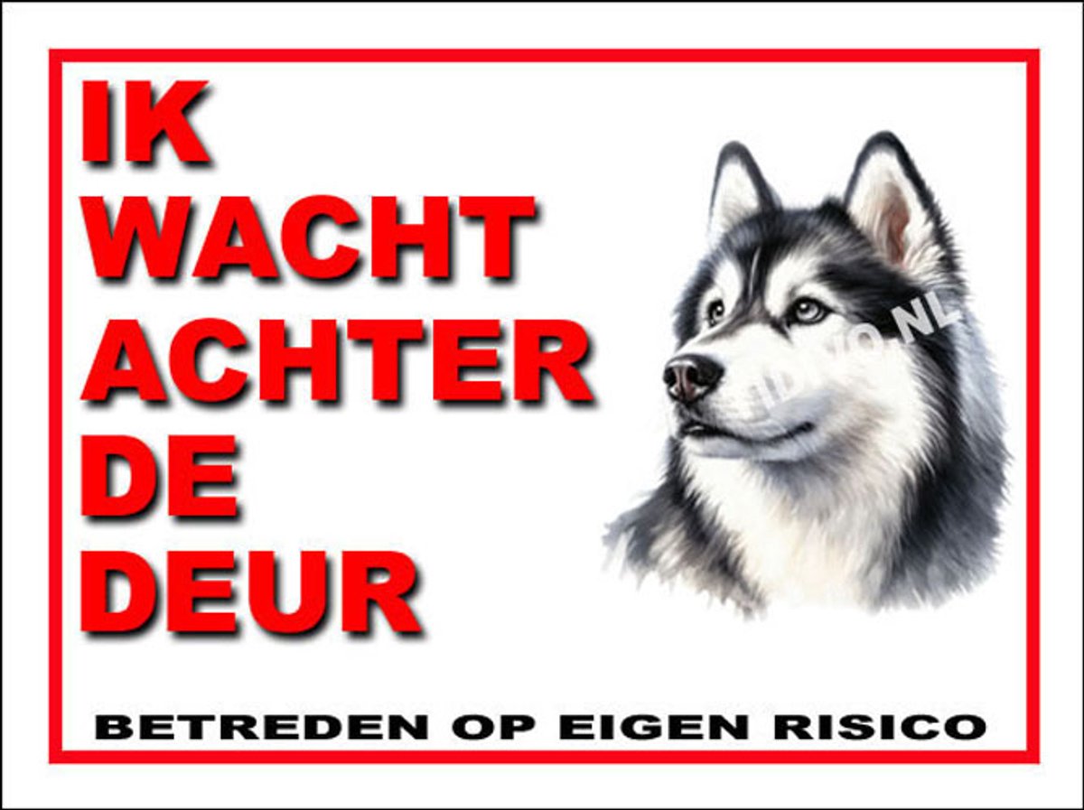 Siberian Husky 10