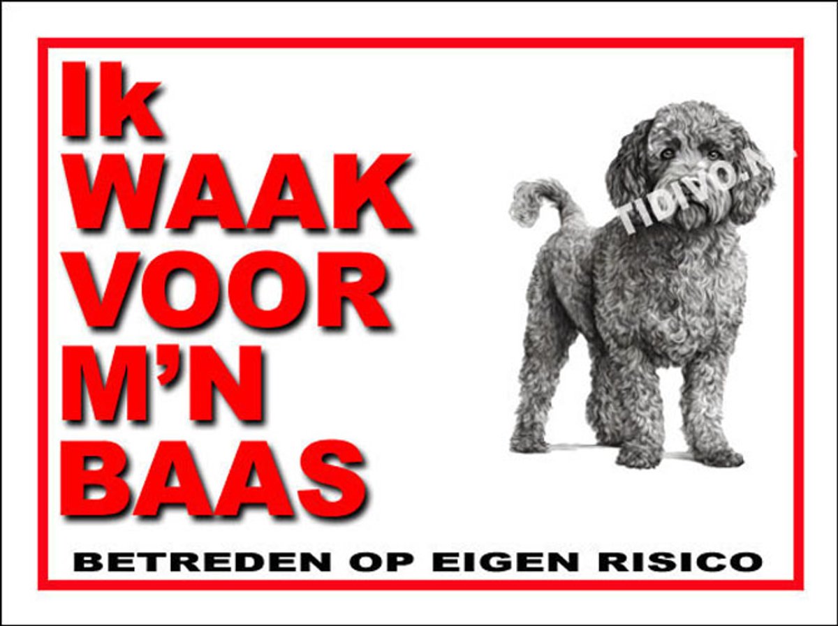 Spaanse Water Hond 9