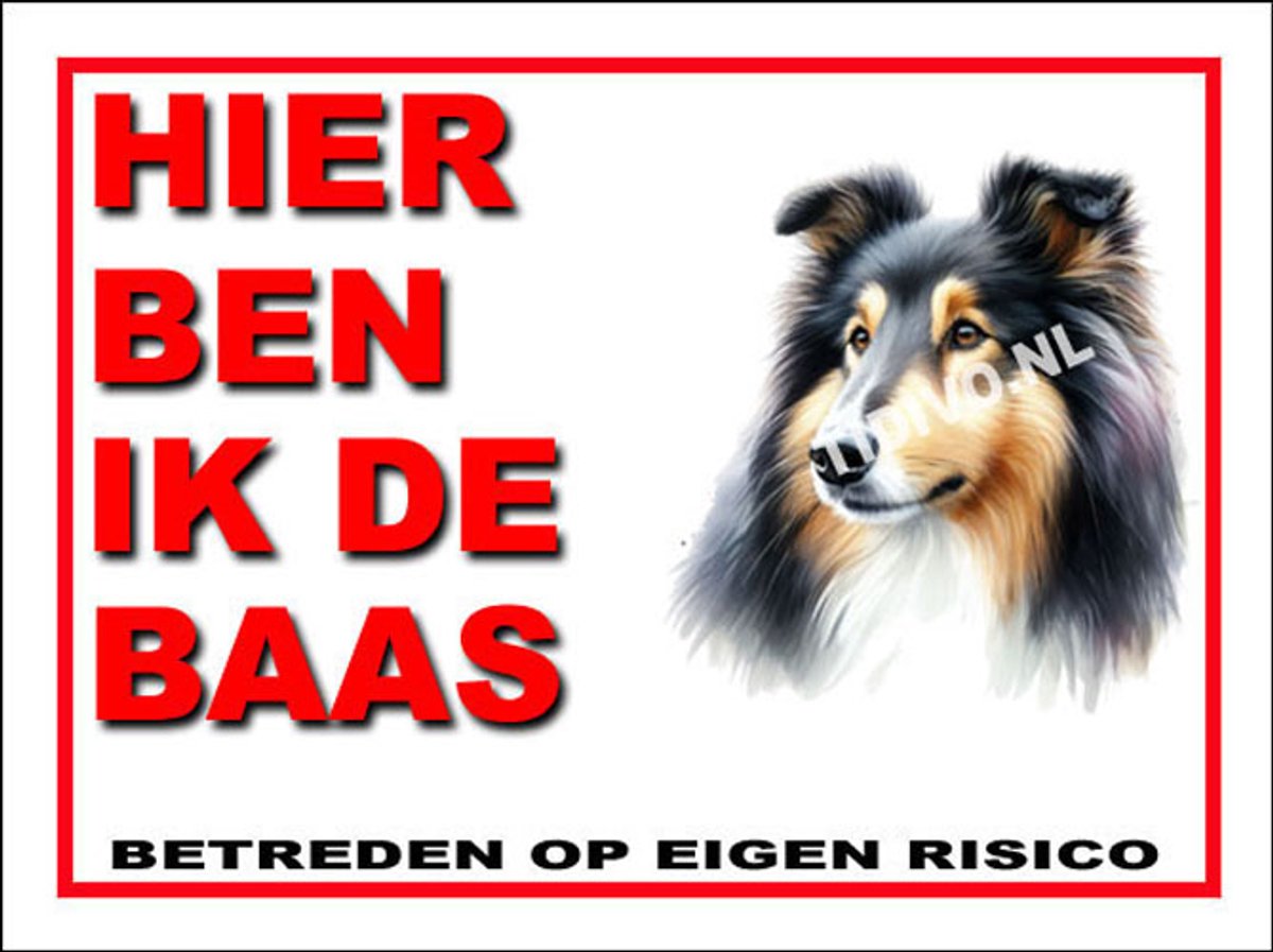 Schotse Collie 2