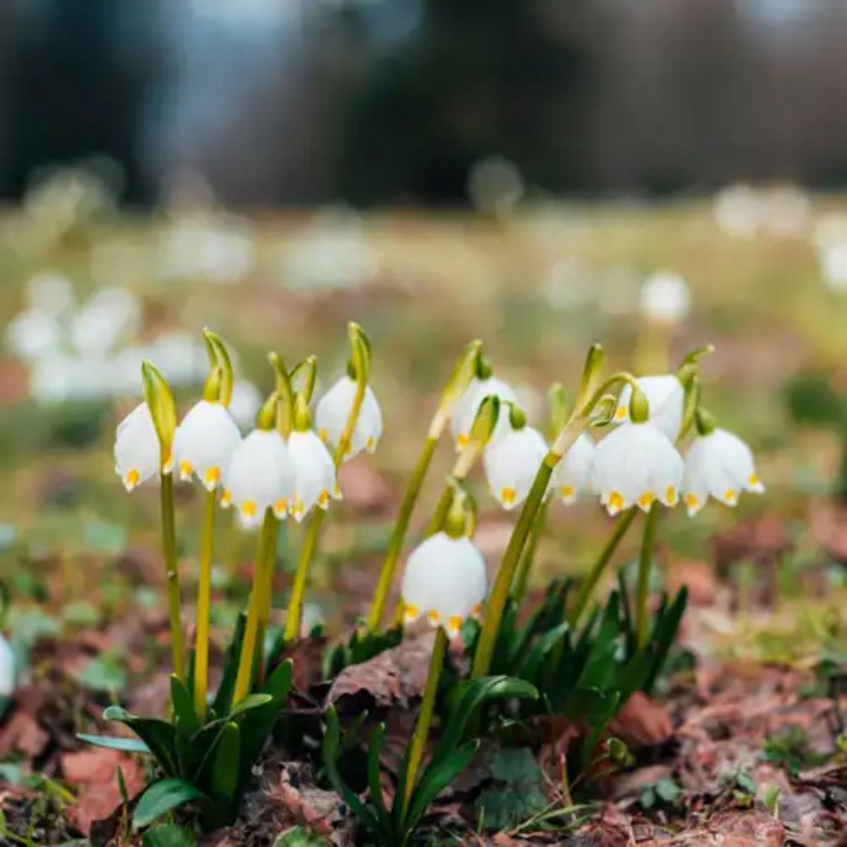 Zomerklokje (Leucojum) - aestivum - Vaste planten - Bijen-Vlinders - Snijbloemen - Geurend - Voorjaarsbollen - bloeit in Mei / Juni