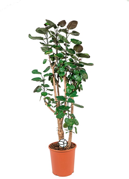 Polyscias Aralia Fabian | Aralia