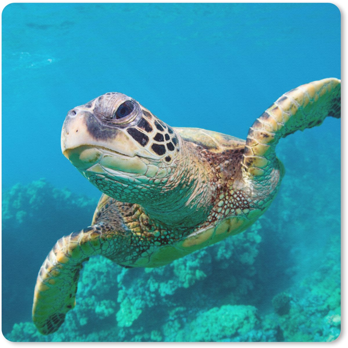 Muismat 30x30 cm - Mousepad Zeeschildpad zwemmend in Hawai - Muismatten