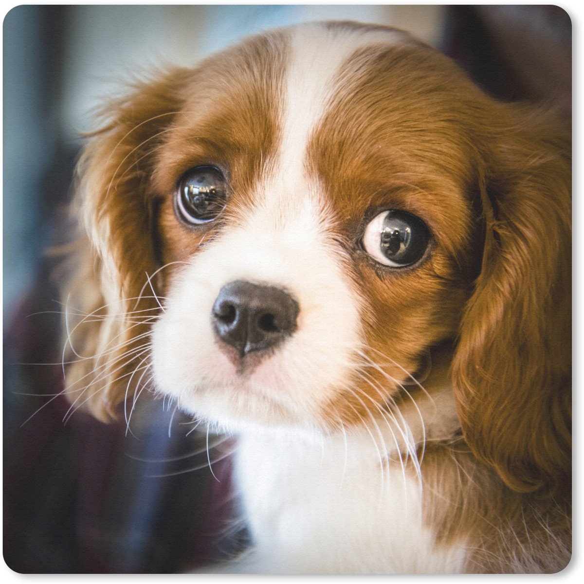 Muismat 20x20 cm - Mousepad Ene portret van een jonge puppy - Muismatten