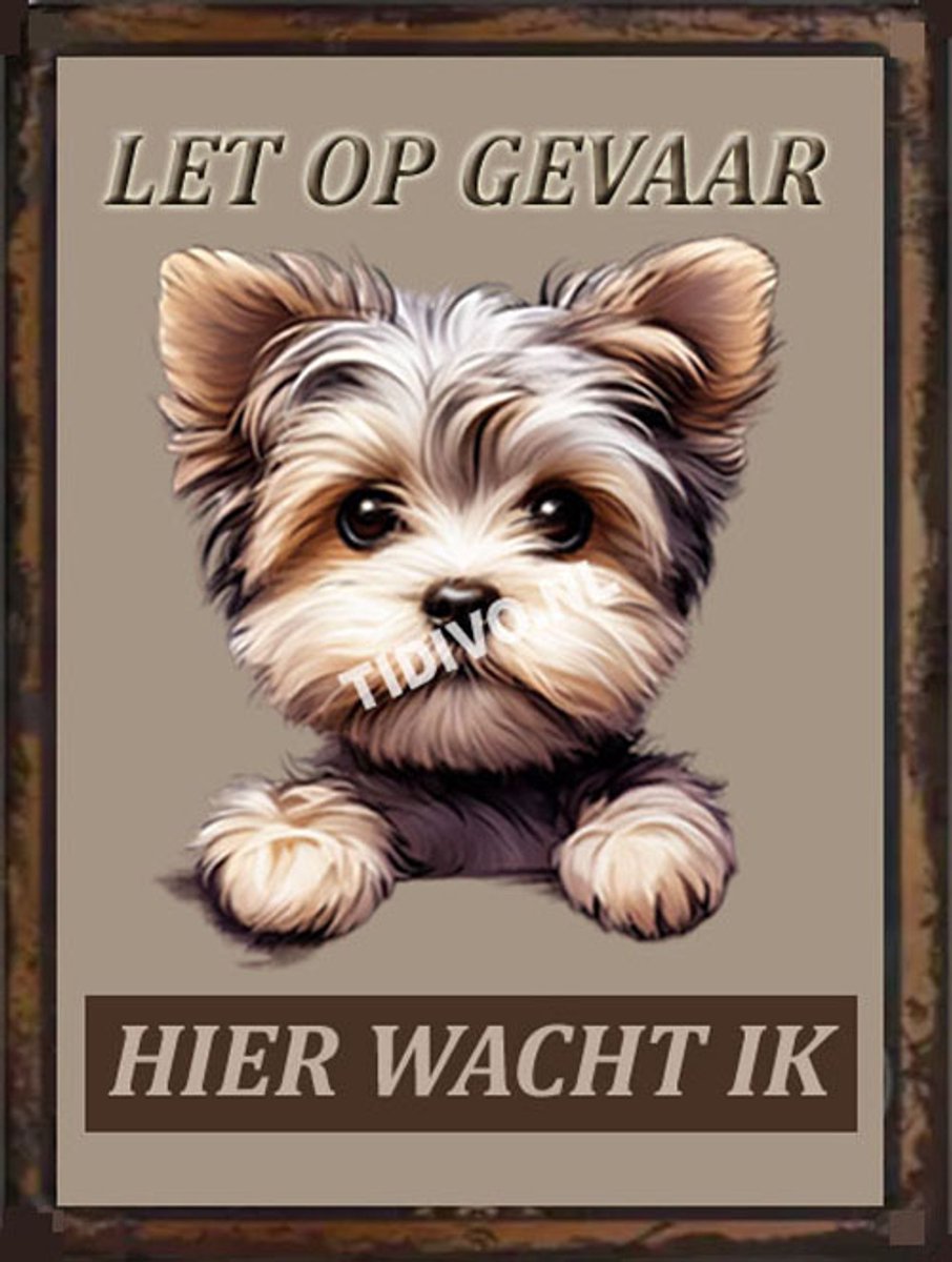 Morkie 18