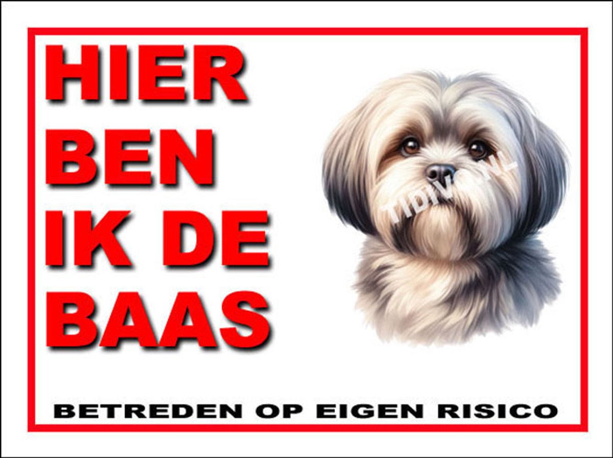 Lhasa Apso 2