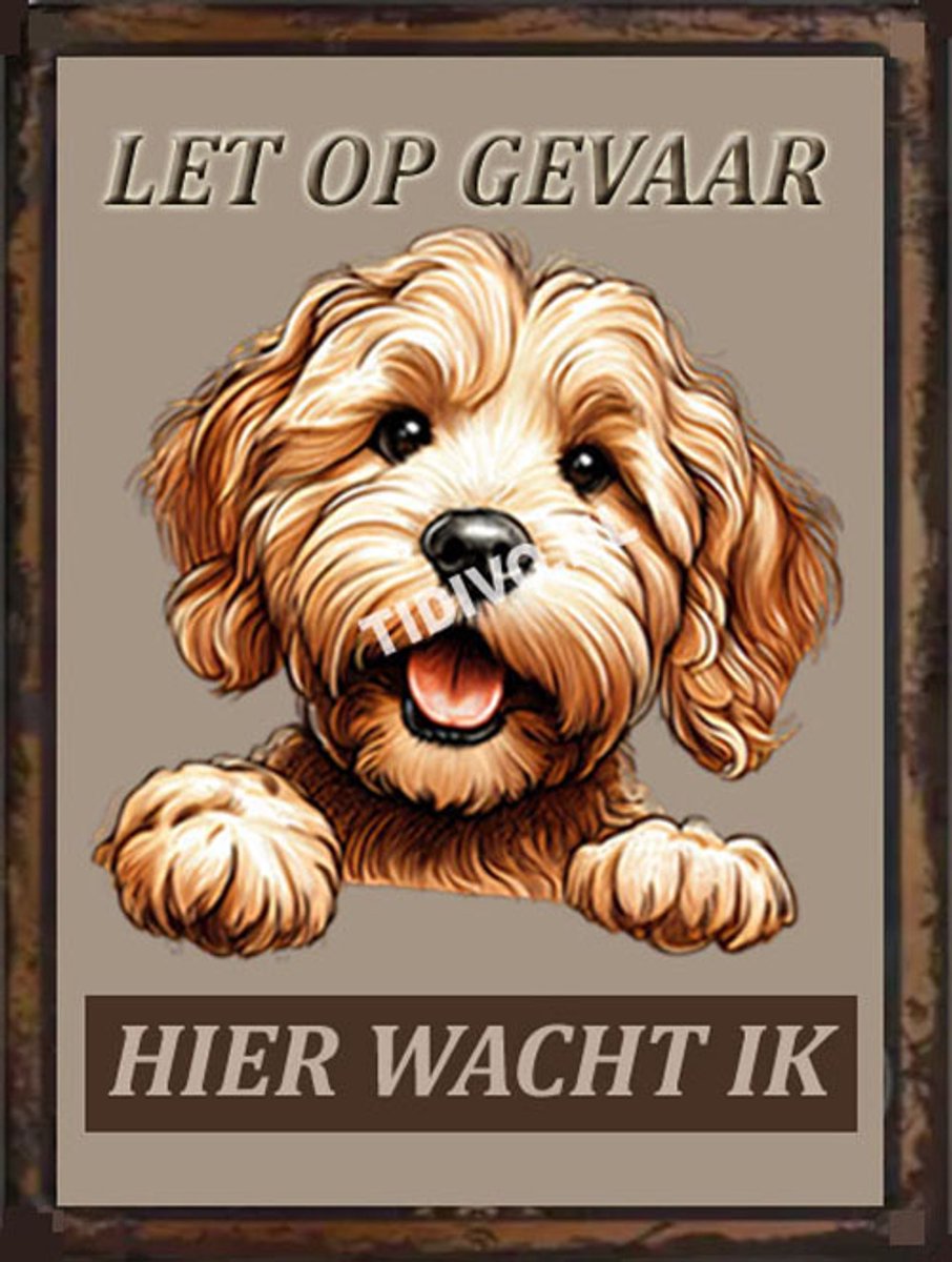 Labradoodle 18