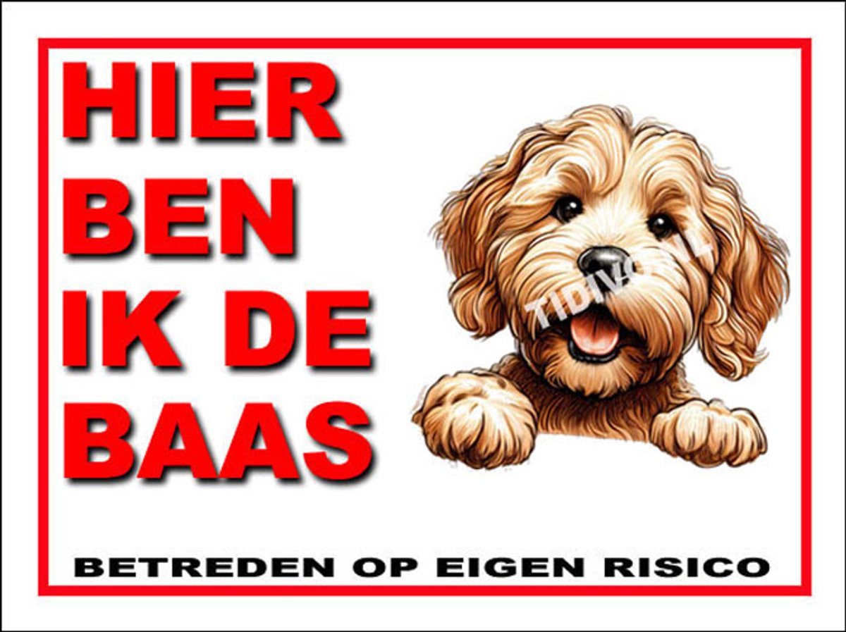 Labradoodle 2
