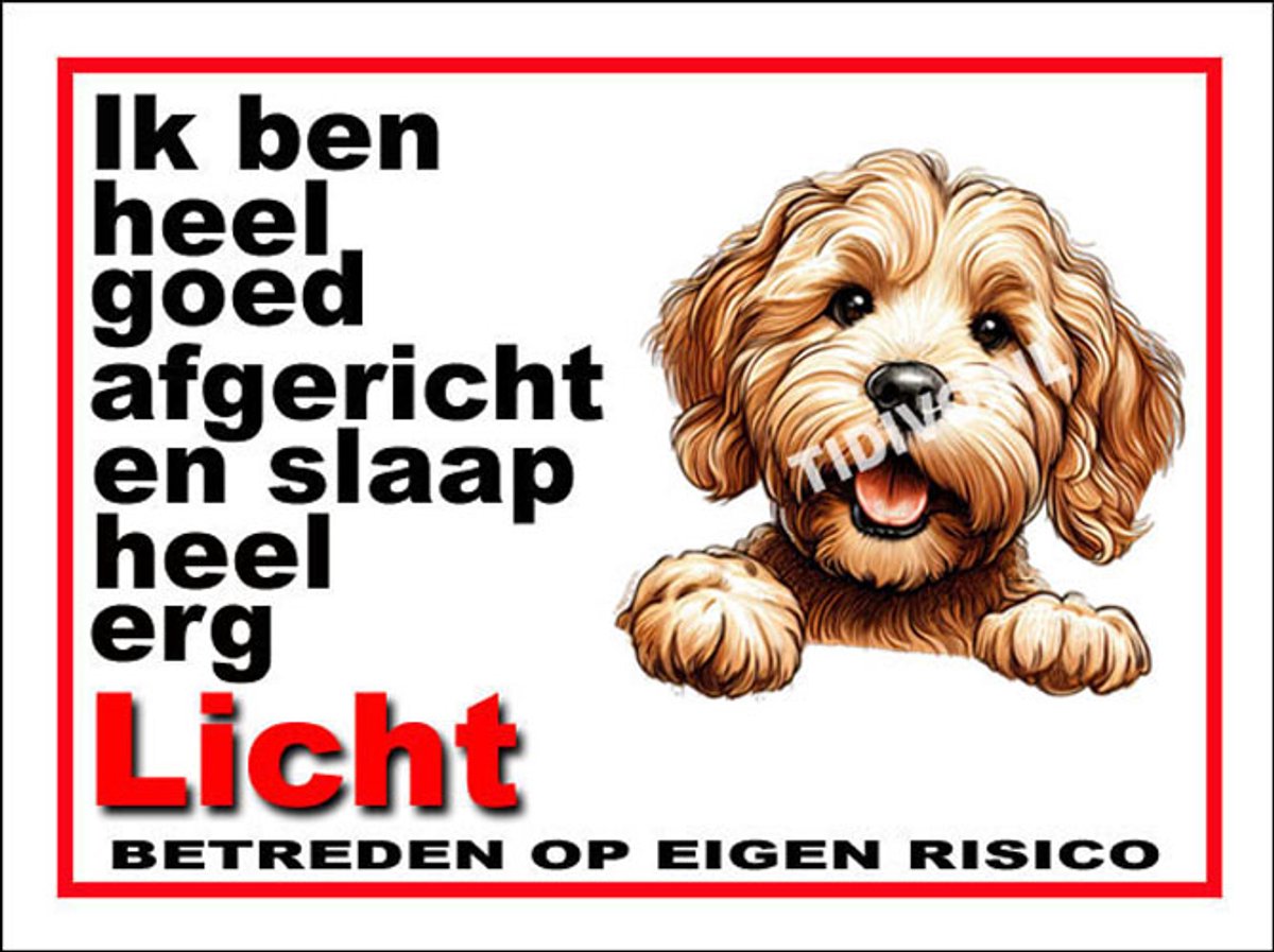 Labradoodle 4